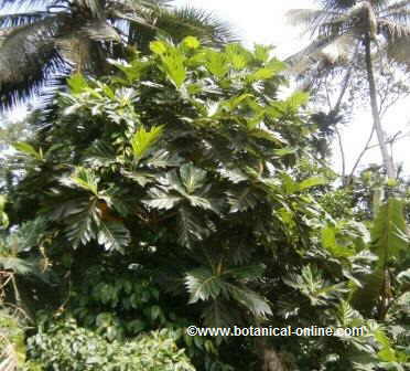 Jackfruit tree