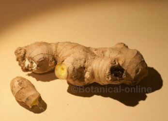 Ginger infusions for colitis