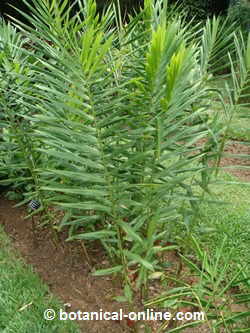 Ginger plant