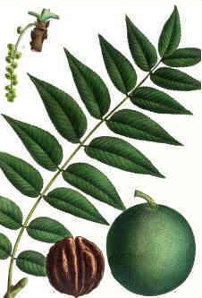 Black Walnut