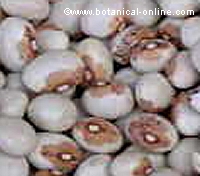 legumes