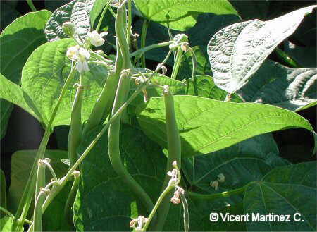 Photo of bean plant