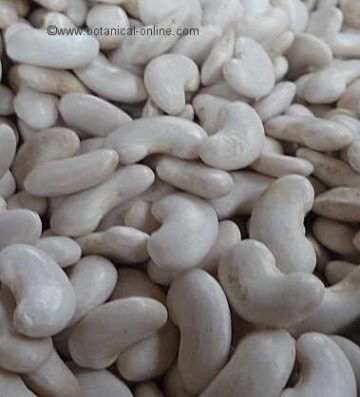dry beans