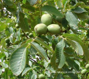 Photo of walnut tree