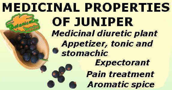 Main medicinal properties of Juniper 