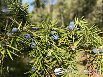 Junniperus communis