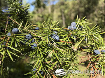 Juniperus communis