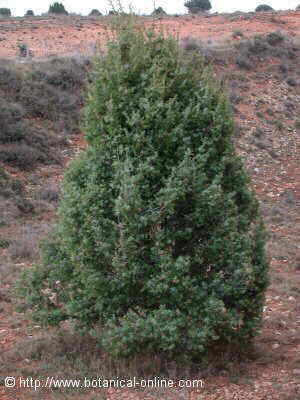 General aspect of prickly juniper
