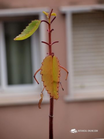 Kalanchoe pinnata