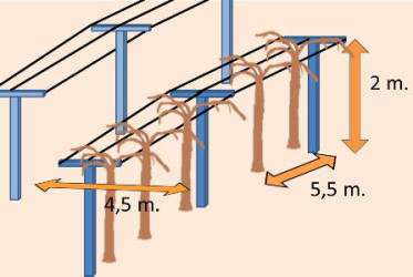 Stakes and wires for kiwi trellising