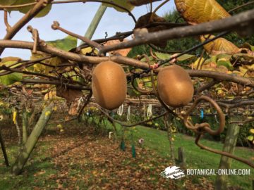 Detail of kiwi plants in New Zealand.