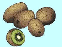 kiwi