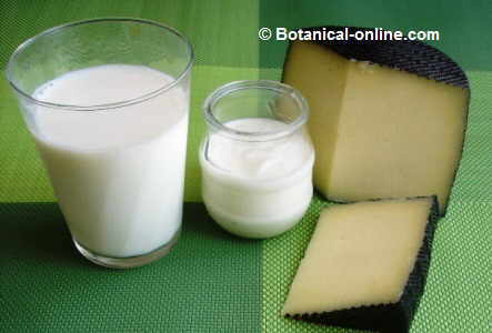 Photo of milk and other dairy products (Yoghurt and cheese) 