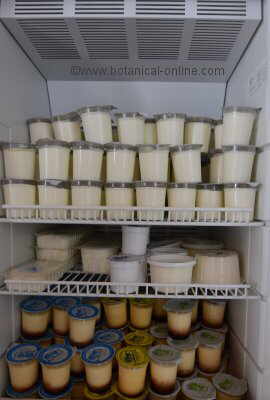 dairy products