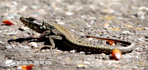 Common wall lizard