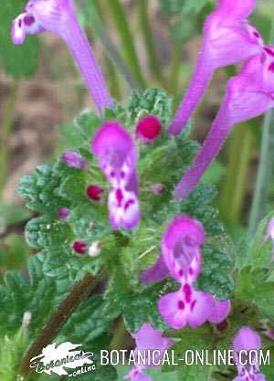 henbit dead-nettle flowers