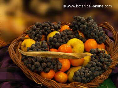 fruit basket