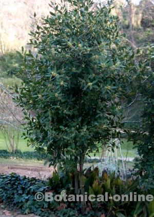 laurel in a home garden