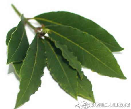 Laurel leaves