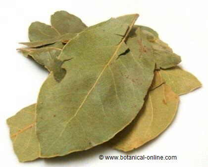 sweet bay leaves