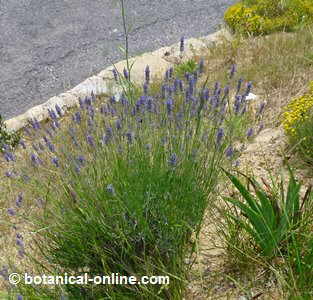 General aspect of lavender