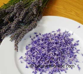 Lavanda flowers (Lavandula sp.).