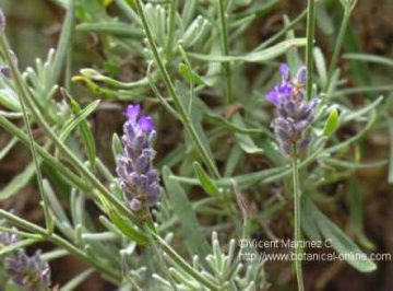 Lavender flowers