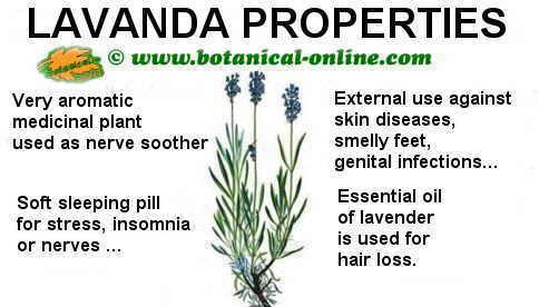 properties of lavender