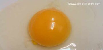 egg yolk