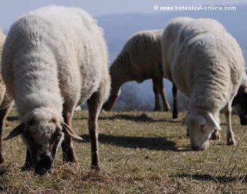 sheep grazing