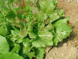 cultivated lettuce