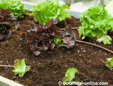 lettuce in a nursery. 