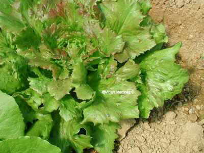 Lettuce crop