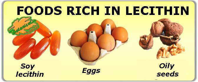 foods rich in lecithin