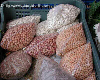 different types of raw legumes in a market stall