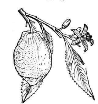 Drawing of lemon fruit with leaves and flowers