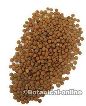 Lentils