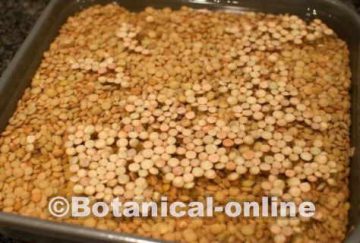 Importance and benefits of cooking lentils well.