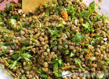 lentils salad