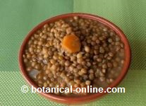 vegetarian lentils
