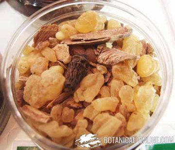 Pistacia lentiscus resin seedling