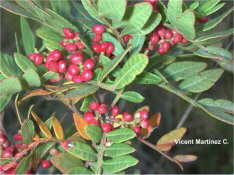 Lentisc plant