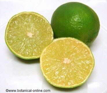 Limes