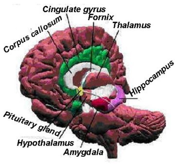 How essential oils work, aromatherapy and parts of the brain 