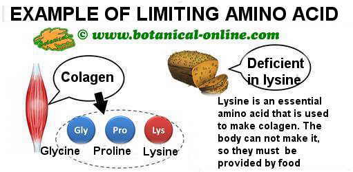 ejemplo de aminoacido limitante de los cereales