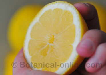 squeeze lemon