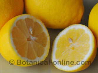 Photo of lemon