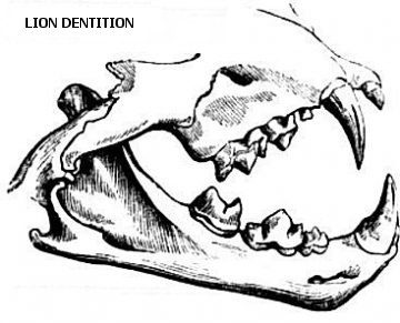 lion dentition
