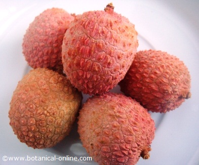 litchi chinensis