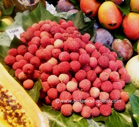 Photograph of lychees, such as they are sold in an European market